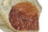 Fossil Leaf (Davidia) - Montana #268171-1